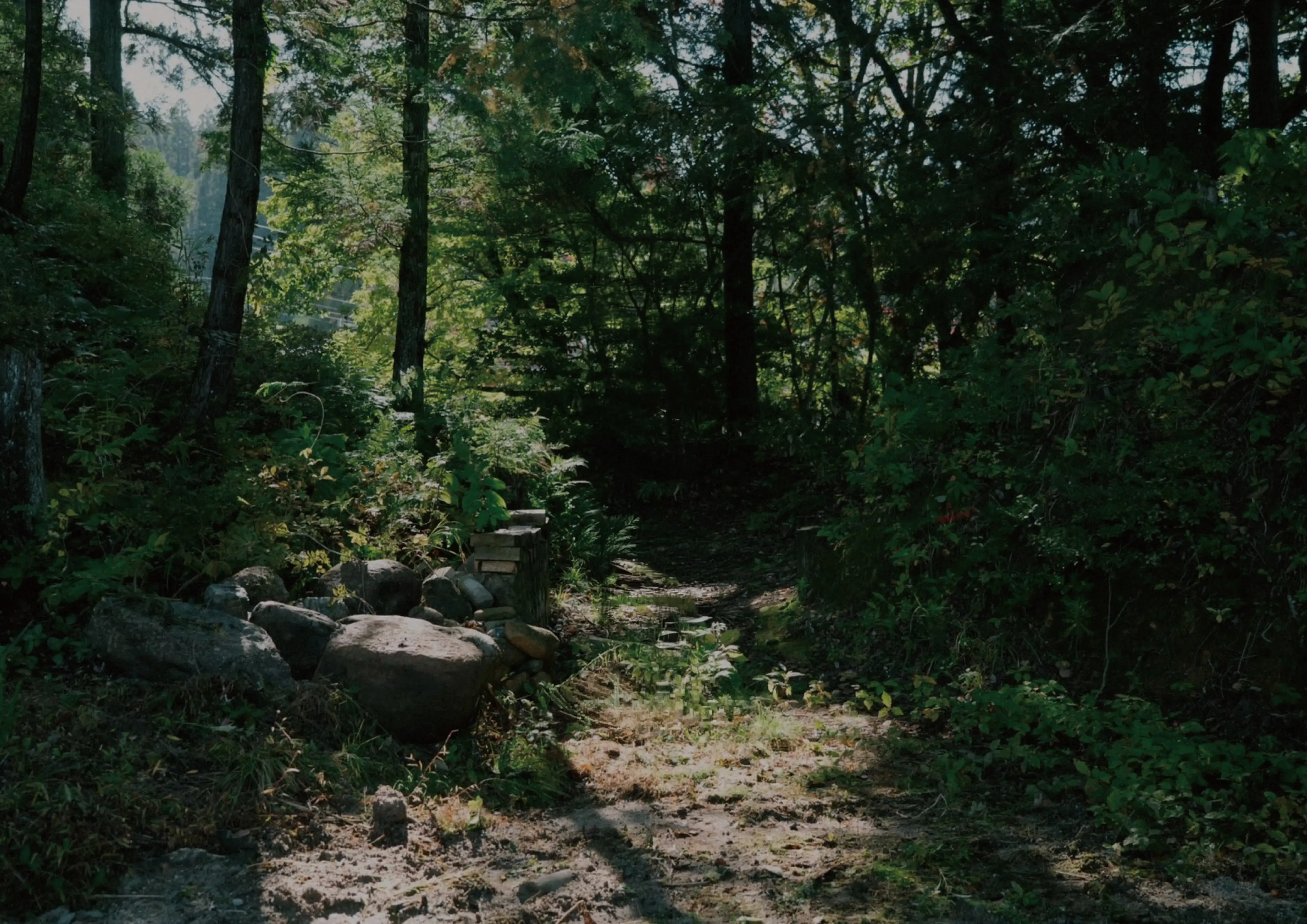 木漏れ日の小道と石畳